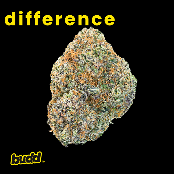 Lemon Cherry Gelato Hybrid Pre Roll 1 Gram