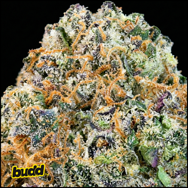 Apple Fritter Hybrid Pre Roll 1 Gram