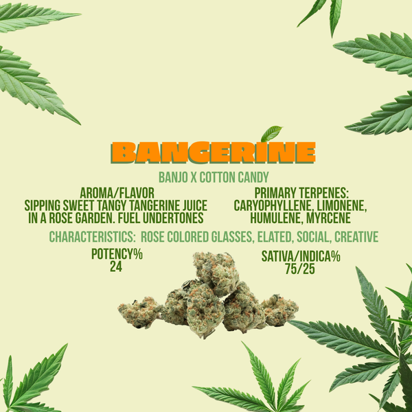 Bangerine Sativa Flower 3.5 Grams